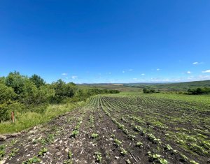 Terrain à vendre dans Chinteni