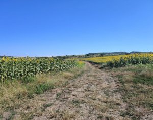 Investitie in natura – 2.900 mp la 16 euro/mp in Macicasu/Chinteni